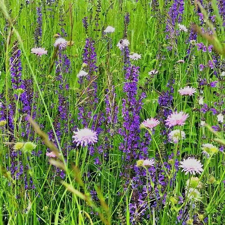 3 Neubauwohnung In Der Schwaebischen Toskana דירה Löwenstein